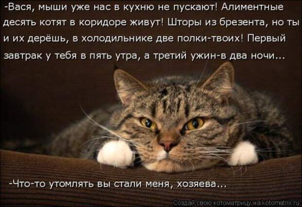Котоматрица новая и прикольная (37 фото)