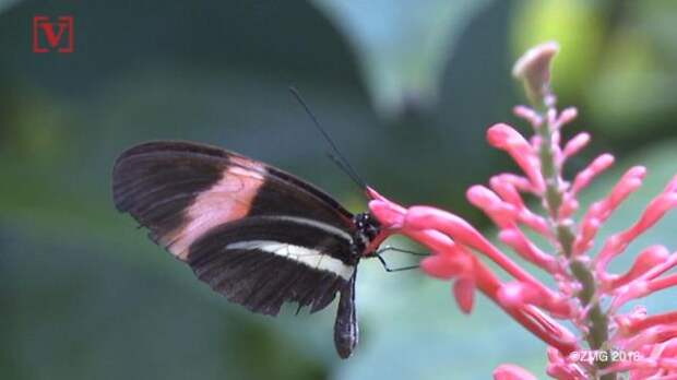 More than 40 percent of insect species declining, could have ‘catastrophic’ results, study says