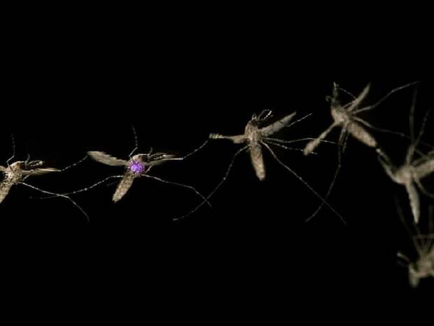 10. Характерный звук, который мы принимаем за писк, издают крылья комара, которые колеблются с невероятной частотой: 500 – 600 раз в секунду. У некоторых видов комаров частота колебаний достигает 1000 раз в секунду. животные, интересно знать, факты