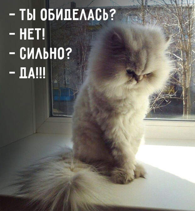 изображение: - Ты обиделась? - Нет! - Сильно? - Да!!! #Котоматрицы