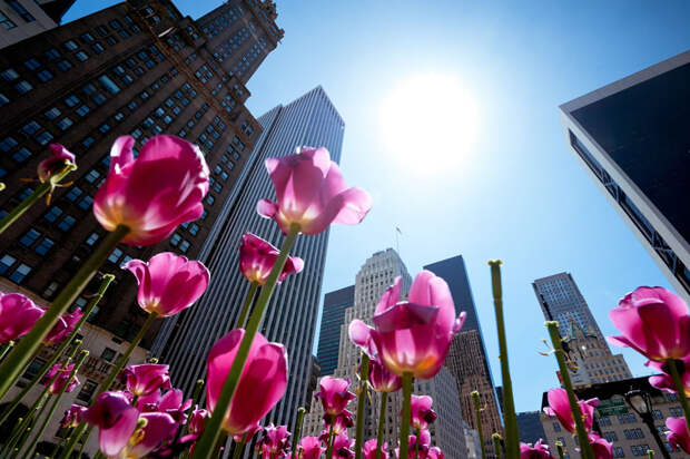 tulips07 Самые яркие тюльпаны со всего света