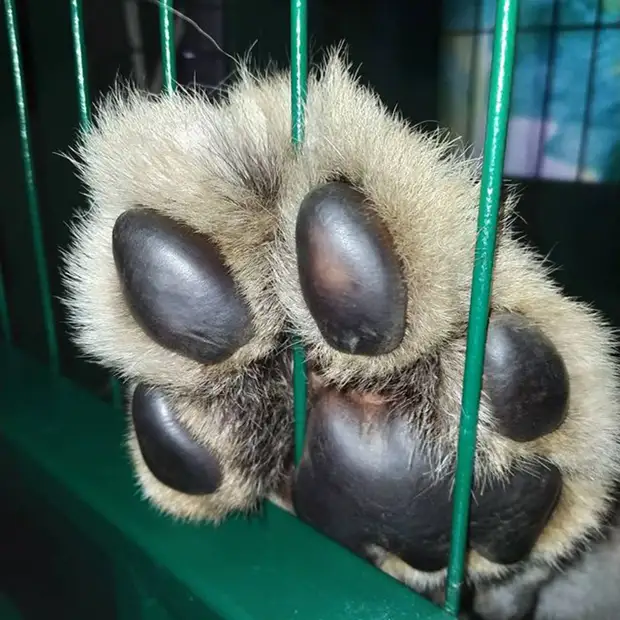 «Многих животных содержат в пыточных условиях»: как в России обстоят дела с лицензированием зоопарков и цирков