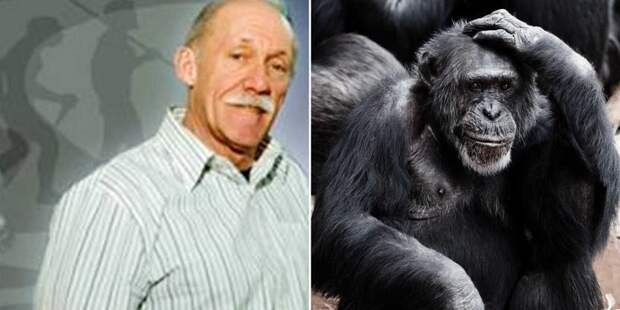 Как в США родился гибрид человека и шимпанзе, которого убили запаниковавшие учёные животные, люди, наука, обезьяна, ученые, шимпанзе