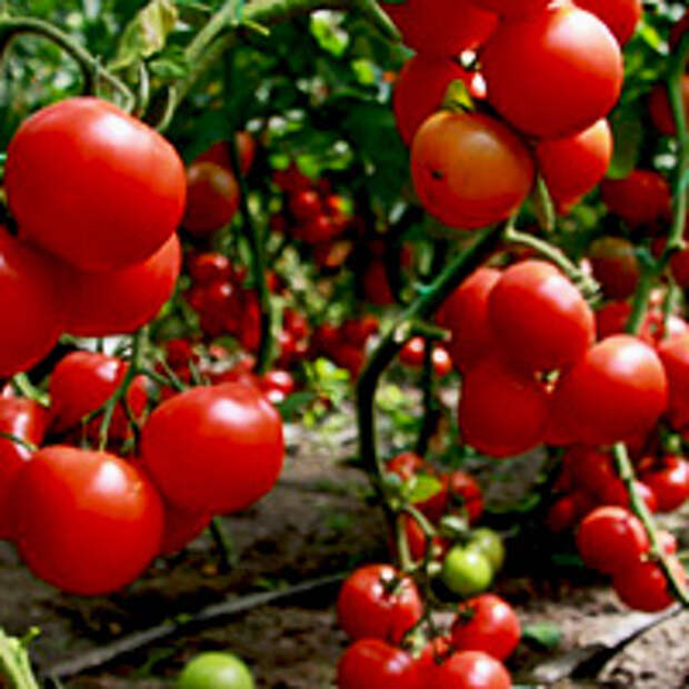 Сорта помидор, устойчивых к фитофторе: выбираем томаты без фитофтороза.