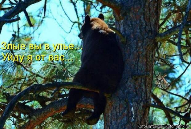 Лучшие котоматрицы недели (50 фото)