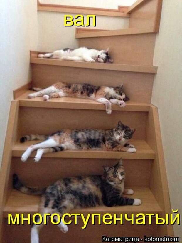 Лучшие котоматрицы недели (50 фото)
