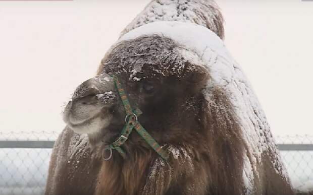 У верблюда Гордого из Рязанской области – звезды кино – появился очаровательный роман!