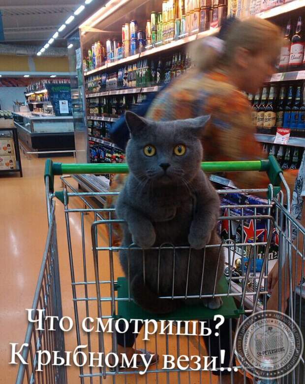К рыбному вези!..