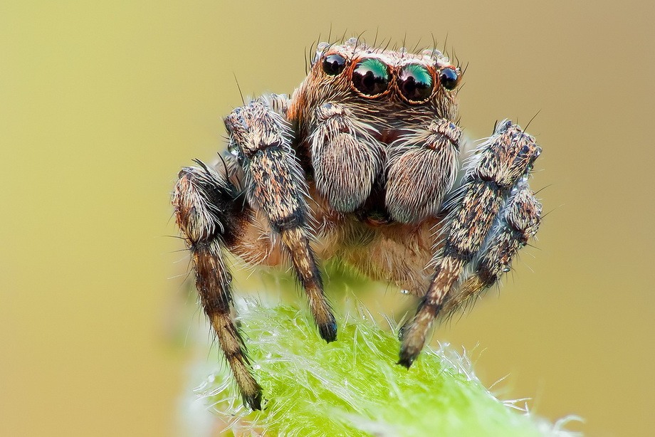 insects37 insects37 Портреты насекомых