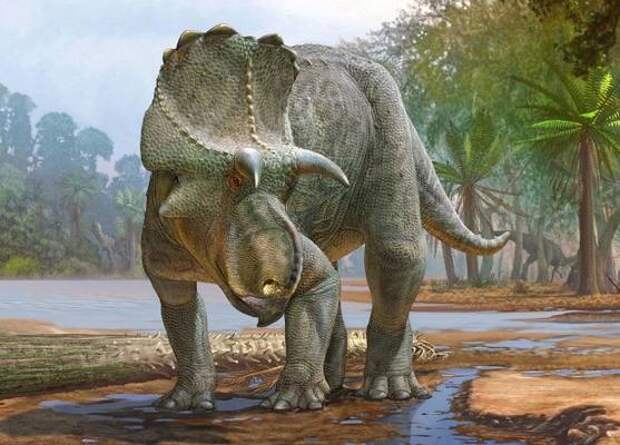 Новый вид рогатых динозавров оказался древнейшим представителем центрозаврин