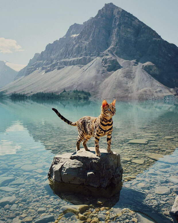 Кошка, которая путешествует больше каждого из нас Кошка, которая путешествует больше каждого из нас