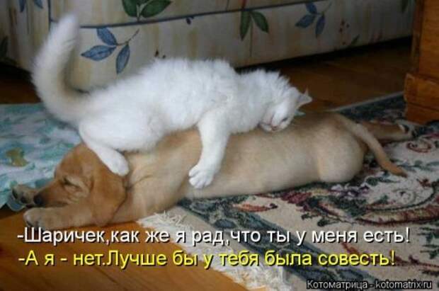 Сборник весёлых котоматриц (35 шт)