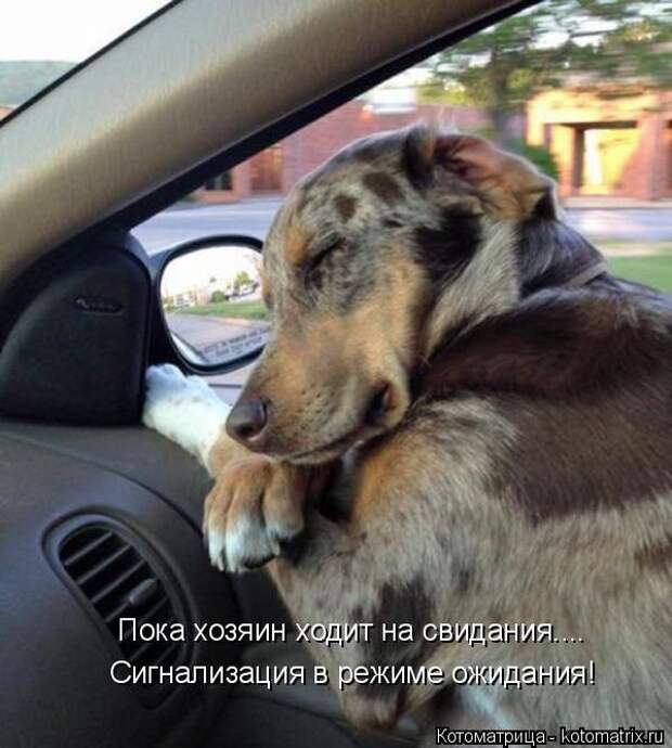 Лучшие котоматрицы недели (50 фото)