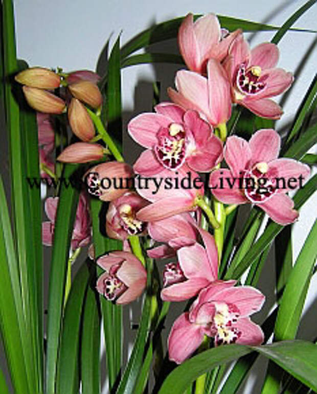 Орхидея цимбидиум (Cymbidium)