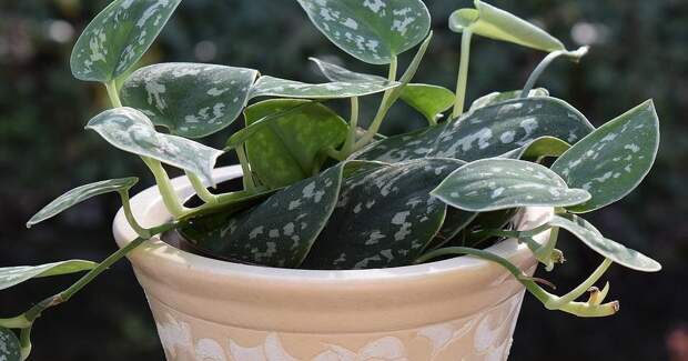 Держитесь подальше: 7 домашних растений, которые могут навредить