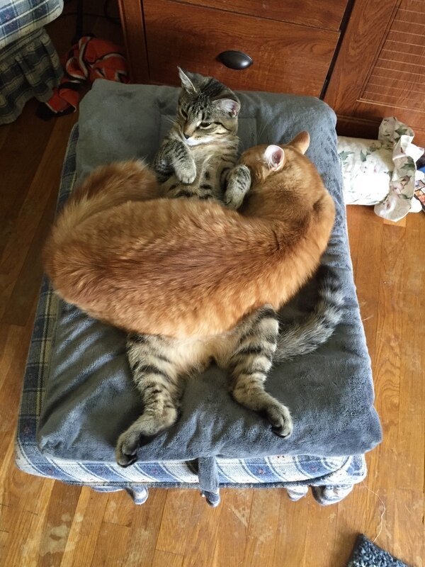 Котопост животные, коты, прикол, юмор