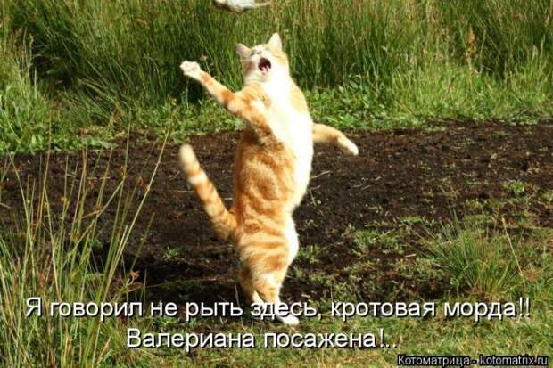 Забавные животные (50 фото)