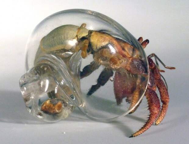http://www.novate.ru/files/u4755/Hermit-Crab-Shell-3.jpg