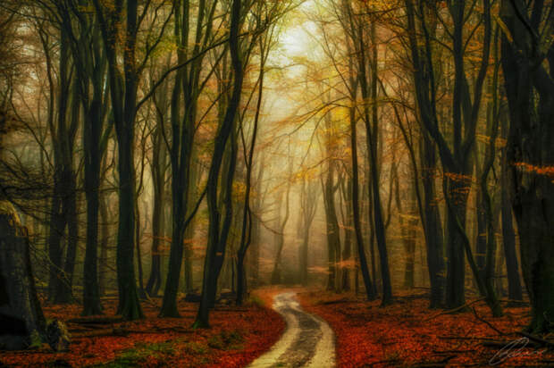 Дорога через лес, усыпанный красной листвой. Автор фотографии: Ларс ван де Гор (Lars van de Goor).
