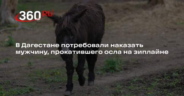 Гариева: осел отказался дать показания на мужчину, прокатившего его на зиплайне