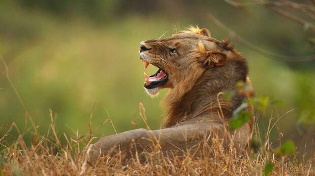Царь зверей Лев - опасное животное