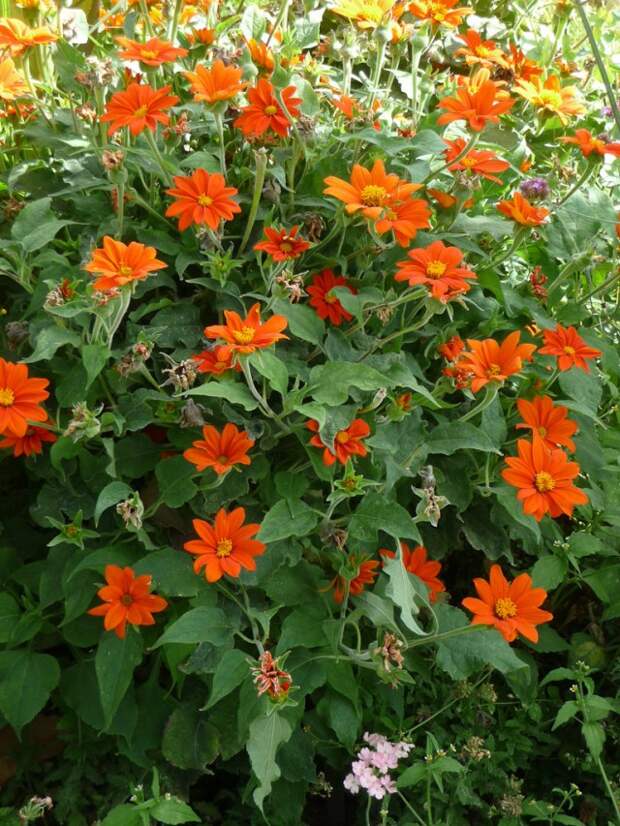 Титония круглолистная (Tithonia rotundifolia)