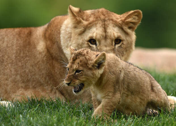 Новорожденный царь зверей уже показывает свои хищнические повадки. (Фото Guillaume Souvant) животные, заповедник, зоопарк, прикол, фото, юмор