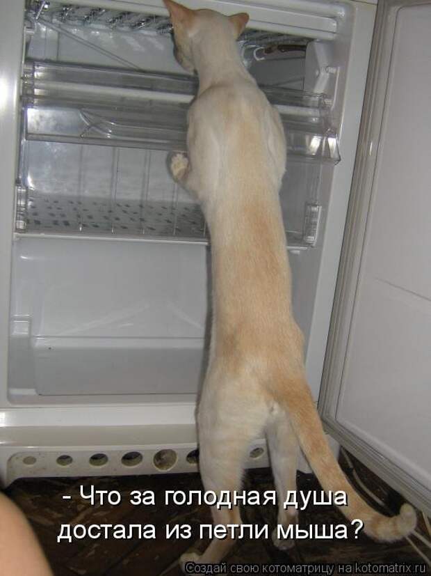 Веселые котоматрицы для настроения (13 фото)