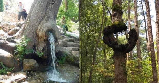 Природа способна впечатлять даже деревьями: 12 кадров
