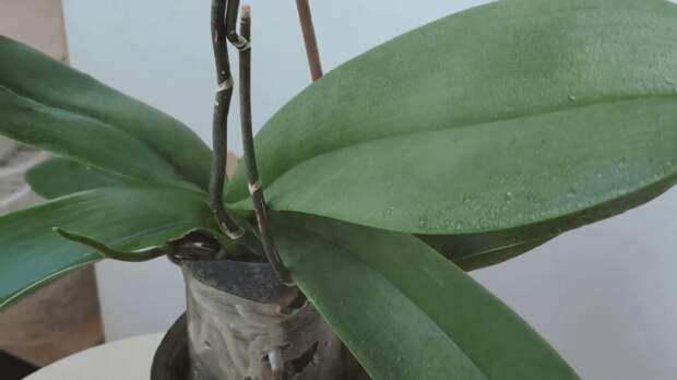 Естественная раскачка орхидеи без стимуляторов и удобрений. Просто создайте комфортные условия для обильного и пышного цветения
