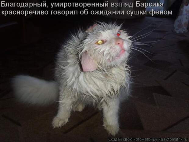 Лучшие котоматрицы недели (50 фото)