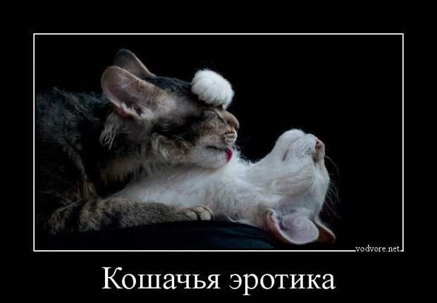 Демотиватор: Кошачья эротика 