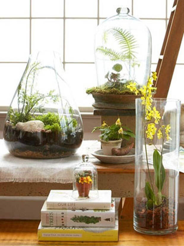 суккуленты и кактусы мини-садик 18