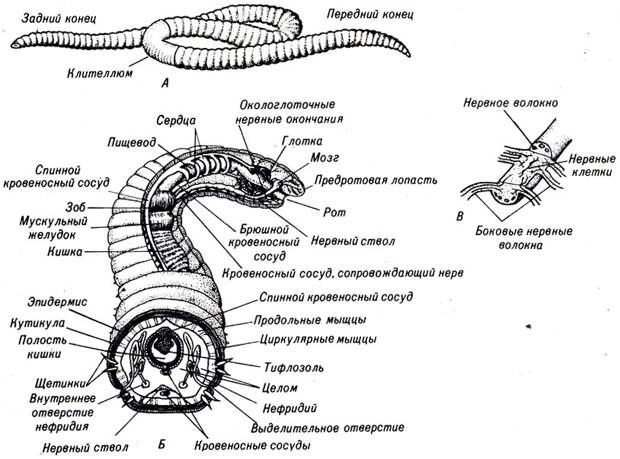 Черный червь: виды, среда обитания и описание с фото