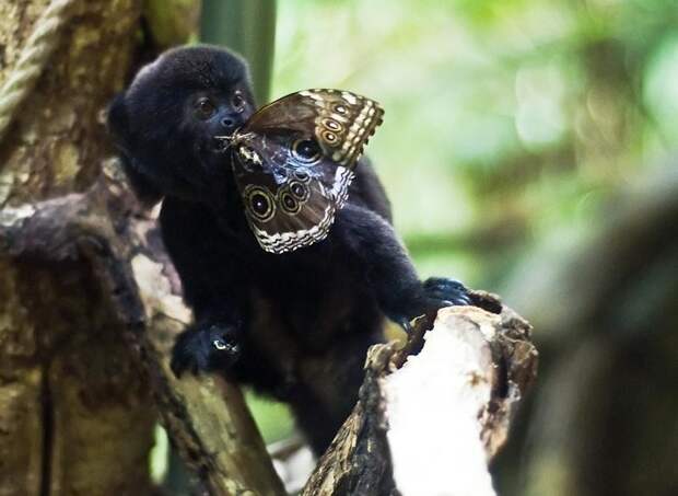 Мармозетка Гёльди – самая крохотная обезьянка животные, интересные факты, обезьяны, познавательно, фото