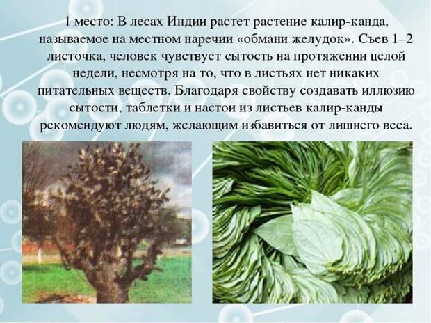 Нет такого растения - ни такого названия, ни листьев с такими свойствами, ни в Индии, ни где либо еще в мире. Смиритесь с этим и не читайте всякую ерунду Нет такого растения - ни такого названия, ни листьев с такими свойствами, ни в Индии, ни где либо еще в мире. Смиритесь с этим и не читайте всякую ерунду
