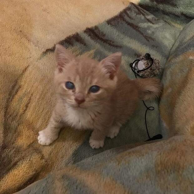 Котенок сидит