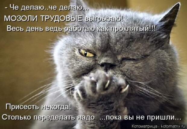 Новая отличная котоматрица (38 фото)
