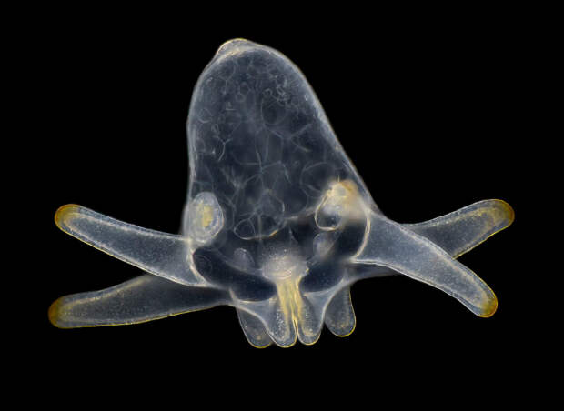 Личинка анемона, обнаруженная в морском планктоне