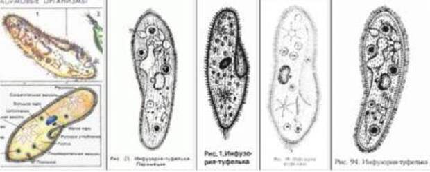 Способ питания инфузории туфельки