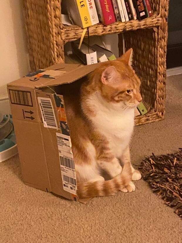 15 котиков, которые обожают коробки 15 котиков, которые обожают коробки