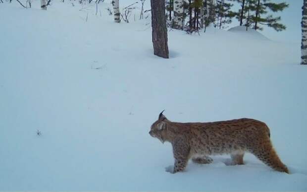 Рыси, волки, лисы и лоси: фотоловушки Окского заповедника зафиксировали снежное путешествие животных