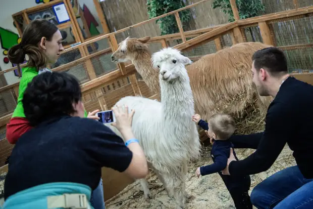 «Многих животных содержат в пыточных условиях»: как в России обстоят дела с лицензированием зоопарков и цирков