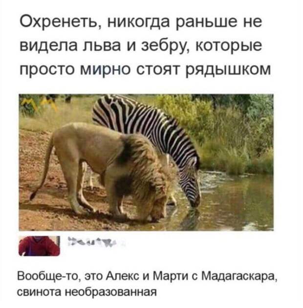 Смешные картинки с подписями (20 картинок)