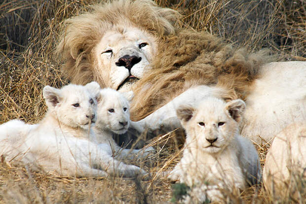 Легендарный белый лев - Фото