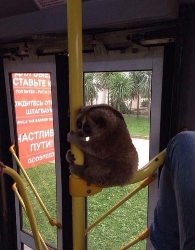 Так себе картинки