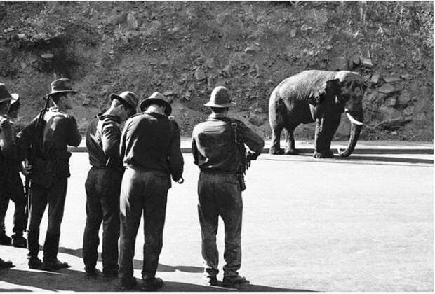 Милиция добивает несчастного слона