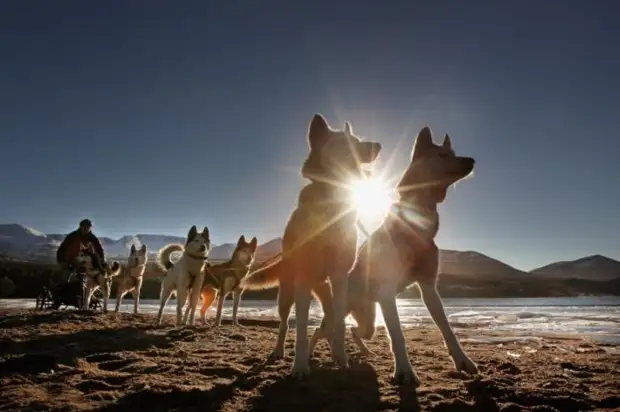 Plemeno husky (34 fotografií)