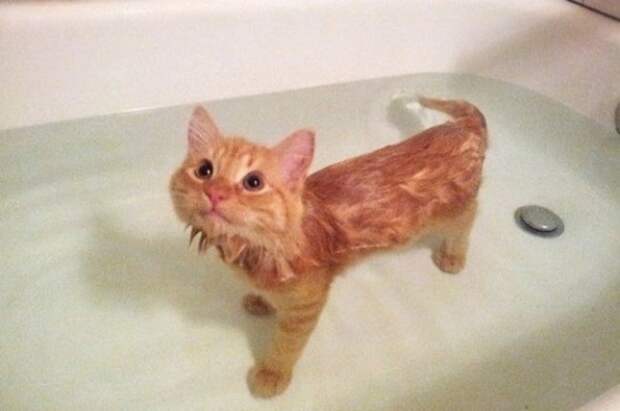 Кошка «сломалась»: она обожает воду, лезет в воду, плавает, сидит, ходит, спит, и все это в полной ванне животные, кошки, смешные