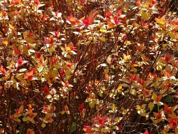 Спирея японская (Spiraea japonica) 